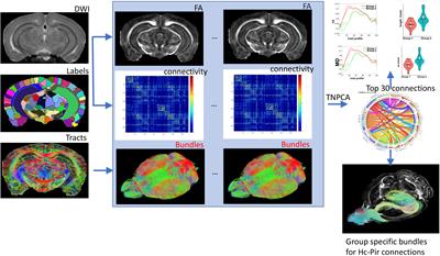 Identifying Vulnerable Brain Networks in Mouse Models of Genetic Risk Factors for Late Onset Alzheimer’s Disease